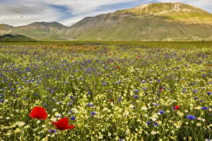 Images Dated 22nd July 2015: Castelluccio di Norcia, Umbria, Italy. Piana Grande Valley landscape full of flowers