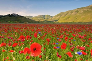 Castelluccio, Norcia, Perugia province, Umbria, Italy