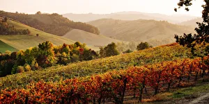 Emilia Romagna Prints: Castelvetro di Modena, Emilia Romagna, Italy. Autumn landscape with colorful vineyards