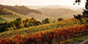 Castelvetro di Modena, Emilia Romagna, Italy. Autumn landscape with colorful vineyards