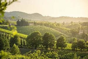 Images Dated 16th October 2019: Castelvetro di Modena, panoramic view of hills and green trees at sunset