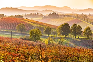 Castelvetro, Modena, Emilia Romagna, Italy. Sunset over the Lambrusco Grasparossa vineyards