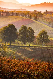 Castelvetro, Modena, Emilia Romagna, Italy
