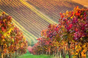 Castelvetro, Modena, Emilia Romagna, Italy