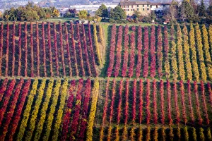 Castelvetro, Modena, Emilia Romagna, Italy