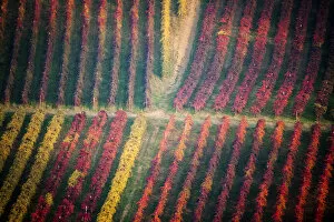Agricolture Gallery: Castelvetro, Modena, Italy. Colorful vineyards in autumn in the valley famous for