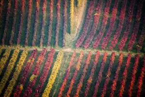 Modena Prints: Castelvetro, Modena, Italy. Colorful vineyards in autumn in the valley famous for