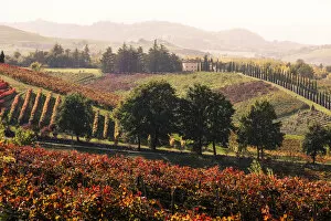 Agricolture Gallery: Castelvetro vineyards, Modena province, Emilia Romagna. Italy