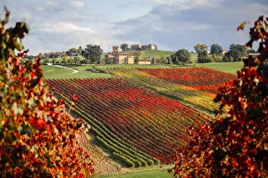 Images Dated 31st January 2020: Castelvetro vineyards, Modena province, Emilia Romagna. Italy