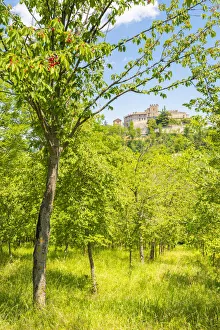 Appennino Prints: The castle of Montesegale seen from a cherry plantation, Oltrepo Pavese