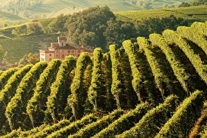 Vine Prints: Castle with vineyards in the Langhe region. Cuneo province, Piedmont, Italy