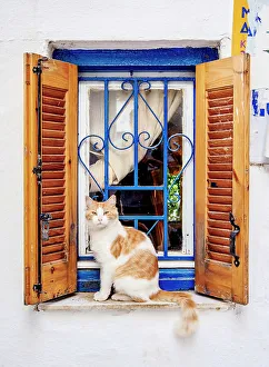 Athina Prints: Cat at Anafiotika Neighborhood, Athens, Attica, Greece