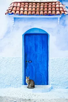 Morocco Collection: Cat and a blue door, Chefchaouen, Morocco