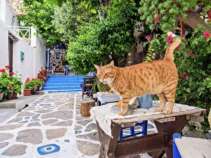 Aegean Sea Prints: Cat at The Blue Street, Pythagoreio, Samos Island, North Aegean, Greece