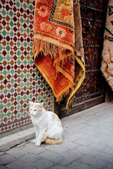 Fabrics Prints: Cat and carpets, Marrakech, Morocco