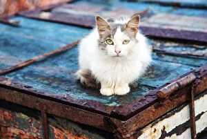 Cat in the Essaouira harbour, Marrakech-Tensift-Al Haouz, Morocco