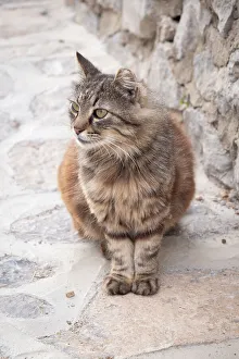 Cats Prints: Cat, Hydra Town, Hydra (Ydra), Saronic Islands, Greece