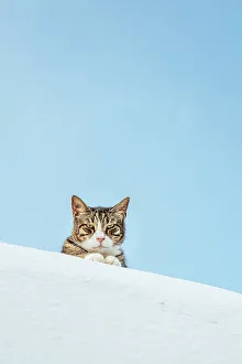 Mykonos Prints: Cat, Mykonos, Greece, Europe
