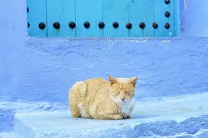 Chefchaouen Prints: Cat resting near a blue door in the famous blue city of Chefchaouen, Morocco