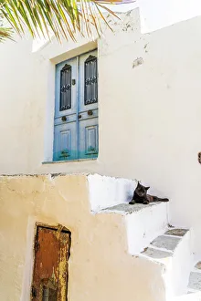 Symi Prints: A cat sitting in Symi, Dodecanese Islands, Greece