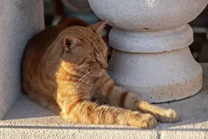 Domestic Prints: Cat sleeping in the sun, Perast, Kotor Bay, Montenegro