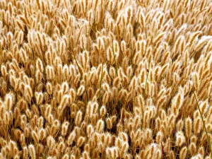 Abstraction Gallery: Cat Tail Grasses, Mono Lake, California