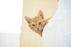 Cats Prints: Cat on a white wall, Pyrgos, Santorini, Cyclades Islands, Greece, Europe