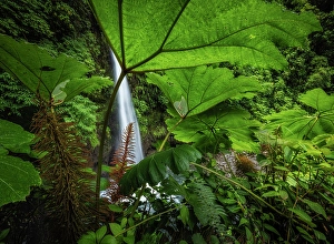 Plants Prints: Catarata de La Paz (La Paz waterfall), Alajuela Province, Costa Rica
