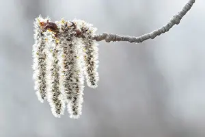 Winnipeg Prints: Catkins of Populus tremuloides (white polplar) Winnipeg, Manitoba, Canada