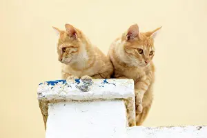 Aegean Prints: Two cats on a chimney pot, Pyrgos, Santorini, Cyclades Islands, Greece, Europe
