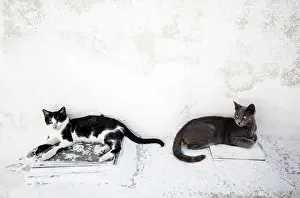 Emporio Prints: Two cats relaxing in the shade of a white wall