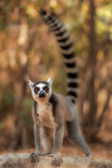 Striped Prints: Catta lemur (Lemur catta) in Anja reserve, eastern Madagascar