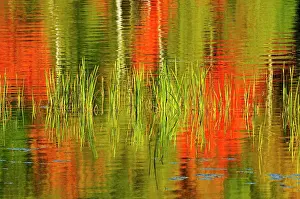 Plants Prints: Cattails with birch trees and autumn colored maples reflected in a lake Baysville