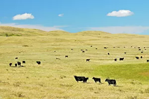 Agribusiness Gallery: Cattle. Black angus Maple Creek Saskatchewan, Canada