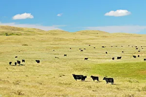 Agribusiness Gallery: Cattle. Black angus Maple Creek Saskatchewan, Canada