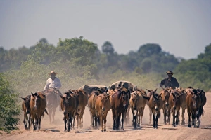 Dirt Road Prints: Cattle drive during the dry season down one of