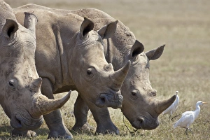 Wild Animals Gallery: Cattle Egrets often follow close to white rhinos and other wild animals as they graze
