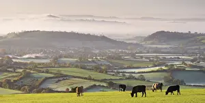 November Prints: Cattle graze on the Mendip Hills, with dramatic views to Glastonbury beyond, Somerset