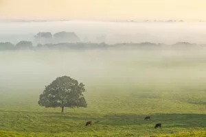 Images Dated 19th November 2020: Cattle grazing in rolling countryside on a misty autumn morning, Devon, England