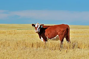 Agribusiness Gallery: Cattle. Hereford Maple Creek Saskatchewan, Canada
