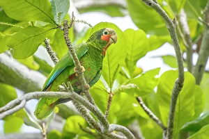Parrot Prints: Cayman Parrot (Amazona leucocephala caymanensis), Grand Cayman, British West Indies