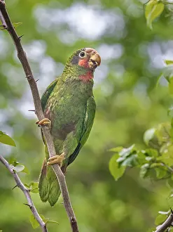 Parrot Prints: Cayman Parrot (Amazona leucocephala caymanensis) is a critically endangered species endemic to Grand Cayman