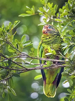 Parrot Prints: Cayman Parrot (Amazona leucocephala caymanensis) is a critically endangered species endemic to Grand Cayman
