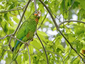 Parrot Prints: Cayman Parrot (Amazona leucocephala caymanensis) is a critically endangered species endemic to Grand Cayman