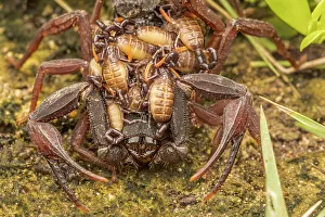 Scorpion Prints: Cayman Scorpion with babies (heteronebo caymanensis)