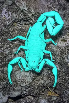 Glow Prints: Cayman Scorpion (Heteronebo caymanensis) under ultraviolet light, Grand Cayman, BWI