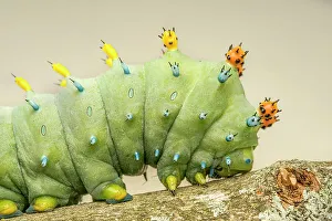 Insects Prints: Cecropia Moth caterpillar (Hyalophora cecropia), Thornton, Ontario, Canada