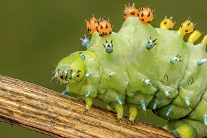 Cecropia Moth caterpillar (Hyalophora cecropia), Thornton, Ontario, Canada