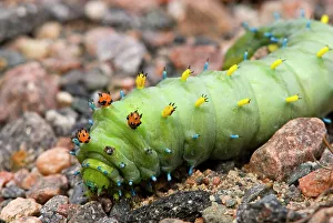 Poikilotherm Prints: Cecropia moth, Hyalophora cecropia