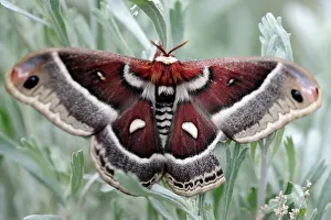 Insects Prints: Cecropia moth (Hyalophora cecropia), Yellowstone NP, Wyoming, USA